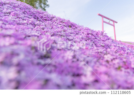 Shibazakura of Hokkaido Higashimokoto 112118605