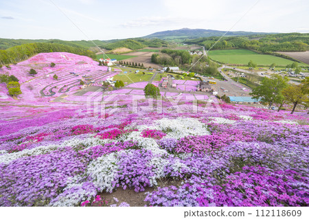 北海道東本琴的芝櫻 112118609