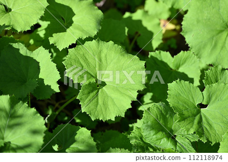 Young leaves of butterbur Young leaves of butterbur 112118974