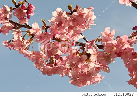 Blue sky and pink Kawazu cherry blossoms 112119028