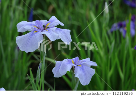 像玫瑰一樣優雅地綻放 112119256