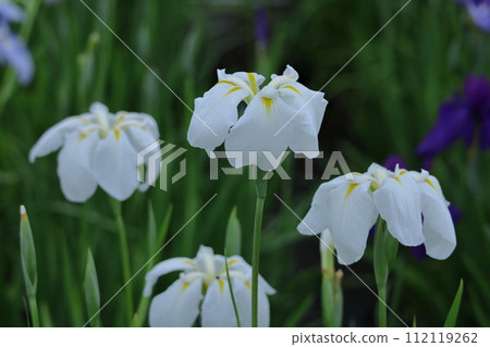 Bloom gracefully as a rose 112119262