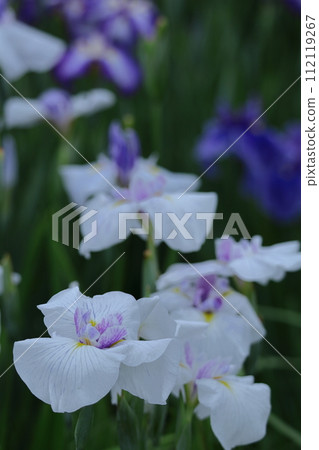 像玫瑰一樣優雅地綻放 112119267