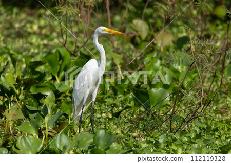 Great egret (Ardea alba), Cesar department. Wildlife and birdwatching in Colombia. 112119328