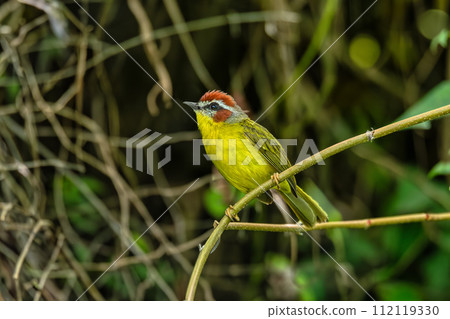 Rufous-capped warbler (Basileuterus rufifrons), Barichara, Santander department. Wildlife and birdwatching in Colombia 112119330