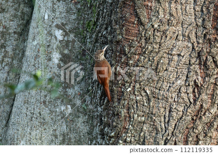 Straight-billed woodcreeper (Dendroplex picus), Rionegro, Antioquia Columbia. Straight-billed woodcreeper (Dendroplex picus), Rionegro, Antioquia Columbia. 112119335