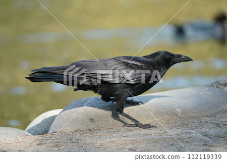 Hermopotus glass 112119339