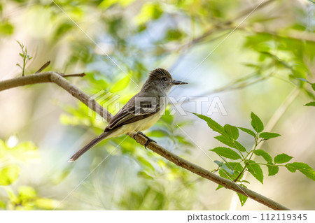 Short-crested flycatcher (Myiarchus ferox), Barichara, Santander department. Wildlife and birdwatching in Colombia. Short-crested flycatcher (Myiarchus ferox), Barichara, Santander department. Wildlife and birdwatching in Colombia. 112119345
