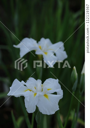 像玫瑰一樣優雅地綻放 112119367