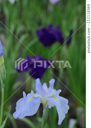 像玫瑰一樣優雅地綻放 112119369