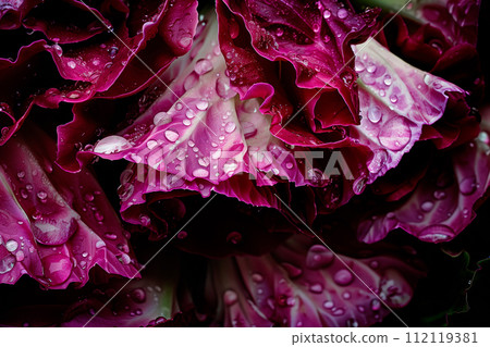 Radicchio rosso lettuce isolated on white background. Fresh green salad leaves from garden Radicchio rosso lettuce isolated on white background. Fresh green salad leaves from garden 112119381
