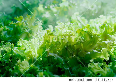 Frisee lettuce isolated on white background. Fresh green salad leaves from garden Frisee lettuce isolated on white background. Fresh green salad leaves from garden 112119382