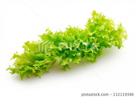 Frisee lettuce isolated on white background. Fresh green salad leaves from garden Frisee lettuce isolated on white background. Fresh green salad leaves from garden 112119386