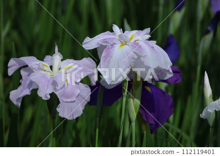 像玫瑰一樣優雅地綻放 112119401