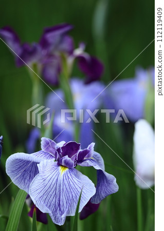 Bloom gracefully as a rose Bloom gracefully as a rose 112119409