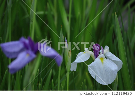 Bloom gracefully as a rose 112119420