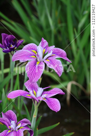 Bloom gracefully as a rose Bloom gracefully as a rose 112119427