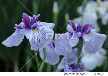 像玫瑰一樣優雅地綻放 像玫瑰一樣優雅地綻放 112119429