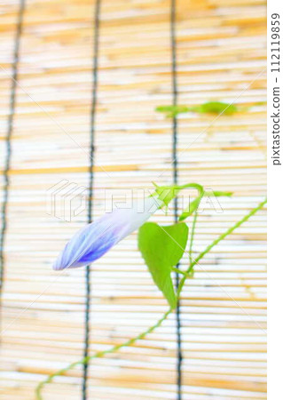 morning glory morning glory bud morning glory morning glory bud 112119859