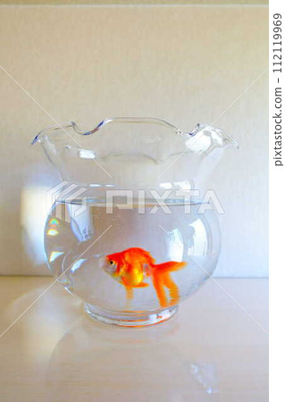 Goldfish Goldfish Fish Summer Japan Japanese Goldfish Goldfish Fish Summer Japan Japanese 112119969