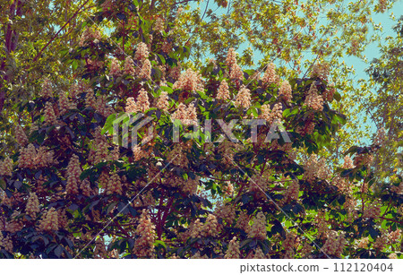 Cute lush chestnut thickets with fragrant spring flowers 112120404