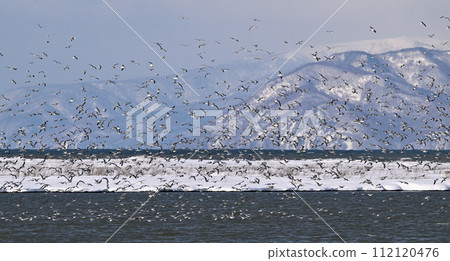 Flock of seagulls ⑬ (Hokkaido) 112120476
