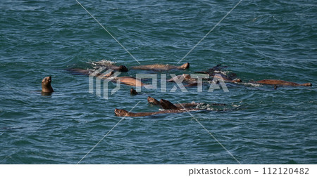 Steller sea lion 108 (Hokkaido) Steller sea lion 108 (Hokkaido) 112120482