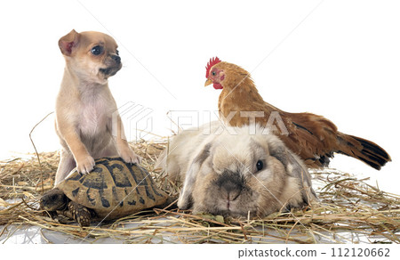 rabbit, chicken, chihuahua and turtle in studio 112120662