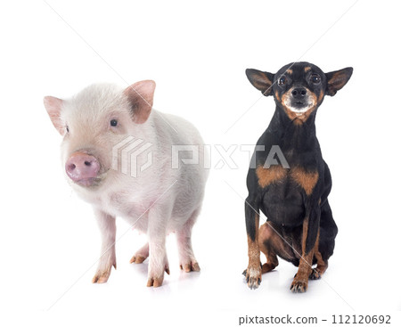 miniature pinscher and pig in studio miniature pinscher and pig in studio 112120692
