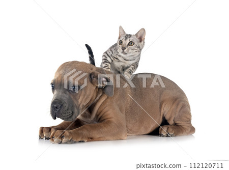 bengal kitten an cane corso in studio 112120711