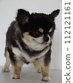 My cute dog Chihuahua is worried about being overweight. 112121161