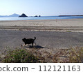 A cute Chihuahua dog is running along the coastline to lose weight. 112121163