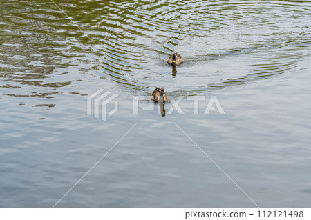 池塘裡的兩隻斑嘴鴨 112121498