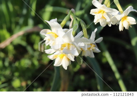 冬季花園中盛開的白色雙花水仙花 112121843