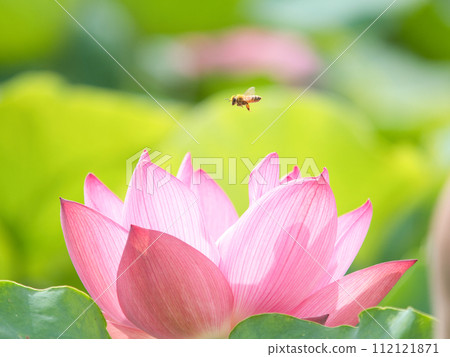 bee flying over lotus flower 112121871