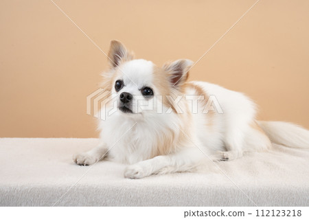 奇瓦瓦狗坐有米色背景 112123218