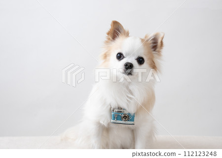 Bust up of a Chihuahua with a white background and a camera around its neck Bust up of a Chihuahua with a white background and a camera around its neck 112123248