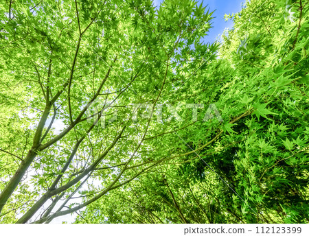Miyagase Lakeside Park in spring - Image of fresh greenery Miyagase Lakeside Park in spring - Image of fresh greenery 112123399