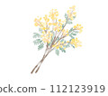 Mimosa flowers 112123919