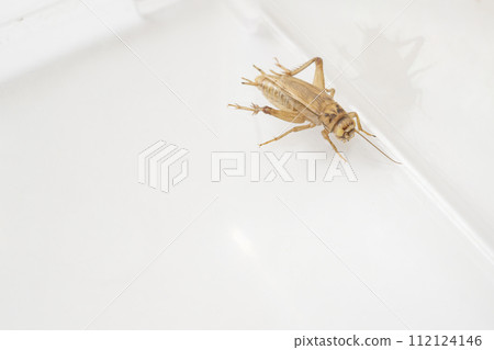 白化歐洲板球 112124146