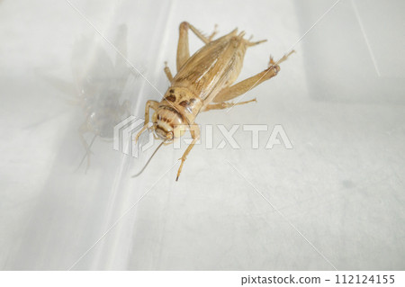 白化歐洲板球 112124155