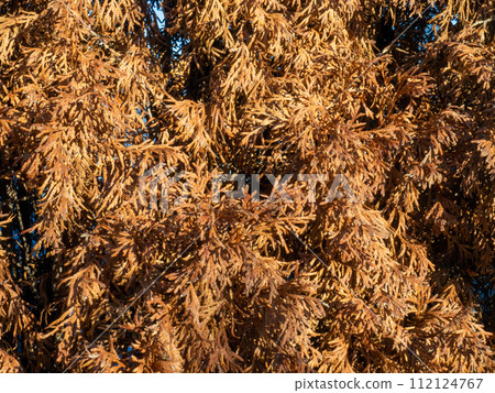 Withered coniferous bushes. Falling coniferous tree. Background from yellow branches. Late autumn in the south Withered coniferous bushes. Falling coniferous tree. Background from yellow branches. Late autumn in the south 112124767