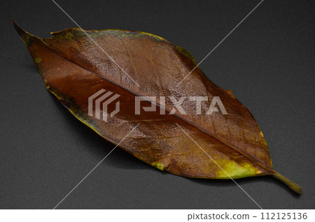 Magnolia tree leaf, autumn leaf of magnolia tree different color, isolated on black background Magnolia tree leaf, autumn leaf of magnolia tree different color, isolated on black background 112125136
