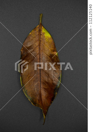 Magnolia tree leaf, autumn leaf of magnolia tree different color, isolated on black background Magnolia tree leaf, autumn leaf of magnolia tree different color, isolated on black background 112125140