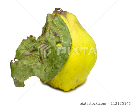 Quince on a white background. Unusually shaped fruit. Ugly quince. Fruit isolate with leaflets. uneven shape. Healthy diet. Ingredient for jam. Harvest from a tree. Quince on a white background. Unusually shaped fruit. Ugly quince. Fruit isolate with leaflets. uneven shape. Healthy diet. Ingredient for jam. Harvest from a tree. 112125145