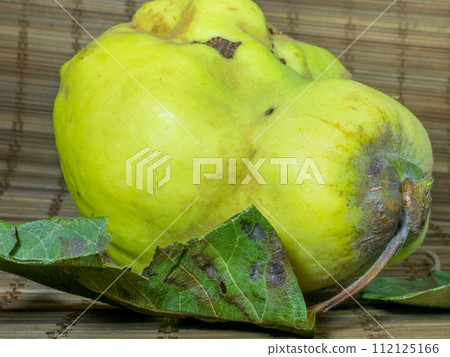 Ripe quince on the table close-up. Unusually shaped fruit. An ugly rotting quince. fruit with leaves. uneven shape. Healthy diet. Ingredient for jam. 112125166
