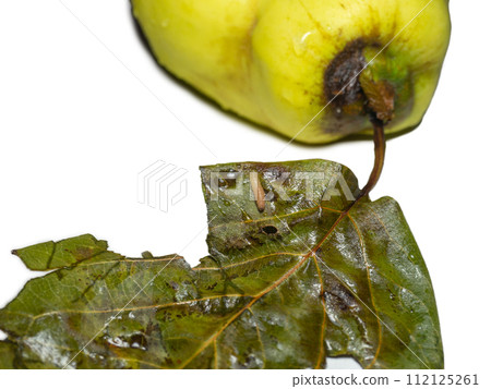 Quince leaf with a worm. Spoiled fruit on a white background. Quince along with a leaf. 112125261