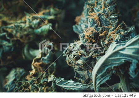 Macro shot of a cannabis flower, highlighting the intricate details of trichomes, pistils and leaves 112125449