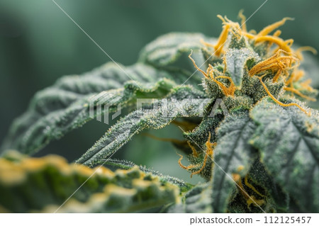Macro shot of a cannabis flower, highlighting the intricate details of trichomes, pistils and leaves 112125457