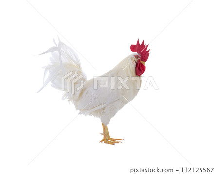 white rooster isolated on a white background 112125567